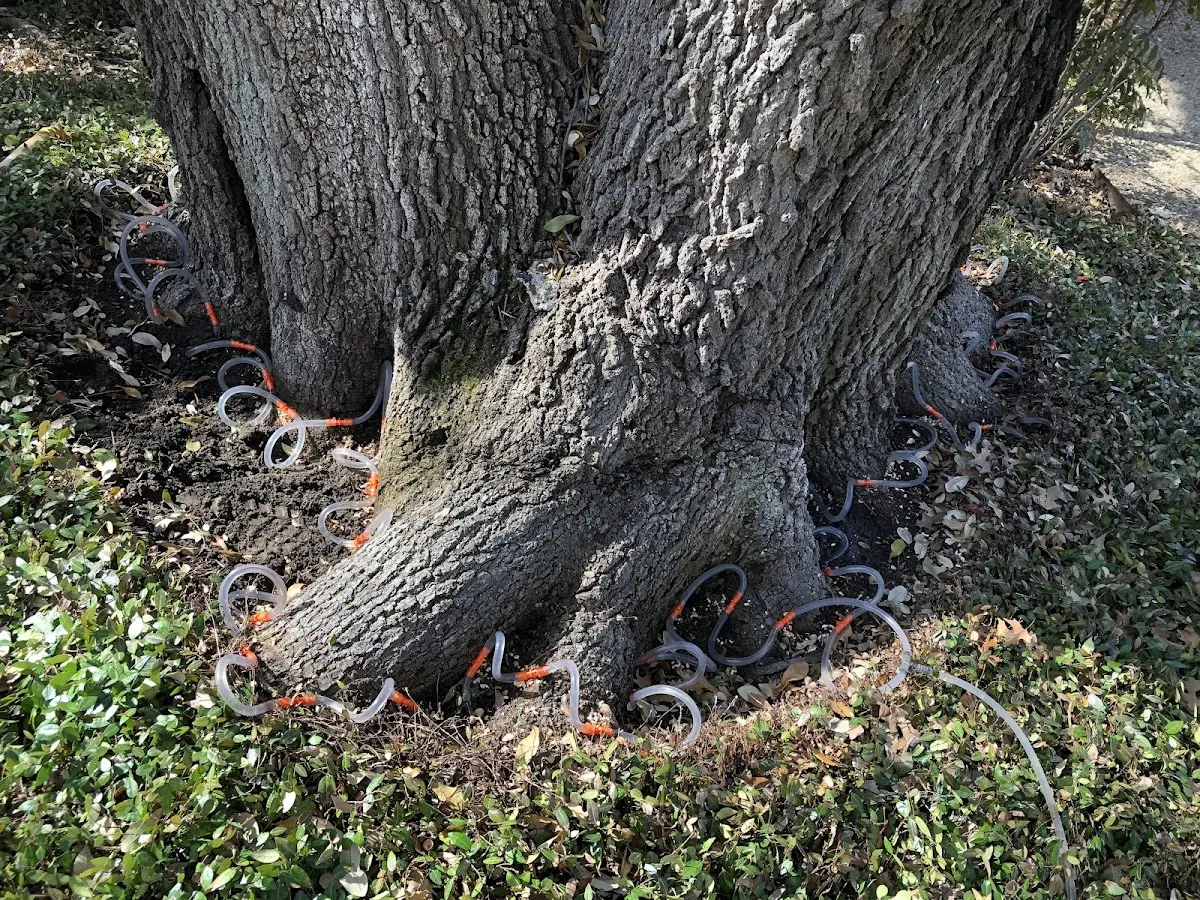Detailed Tree Cabling and Bracing job site in Tyner