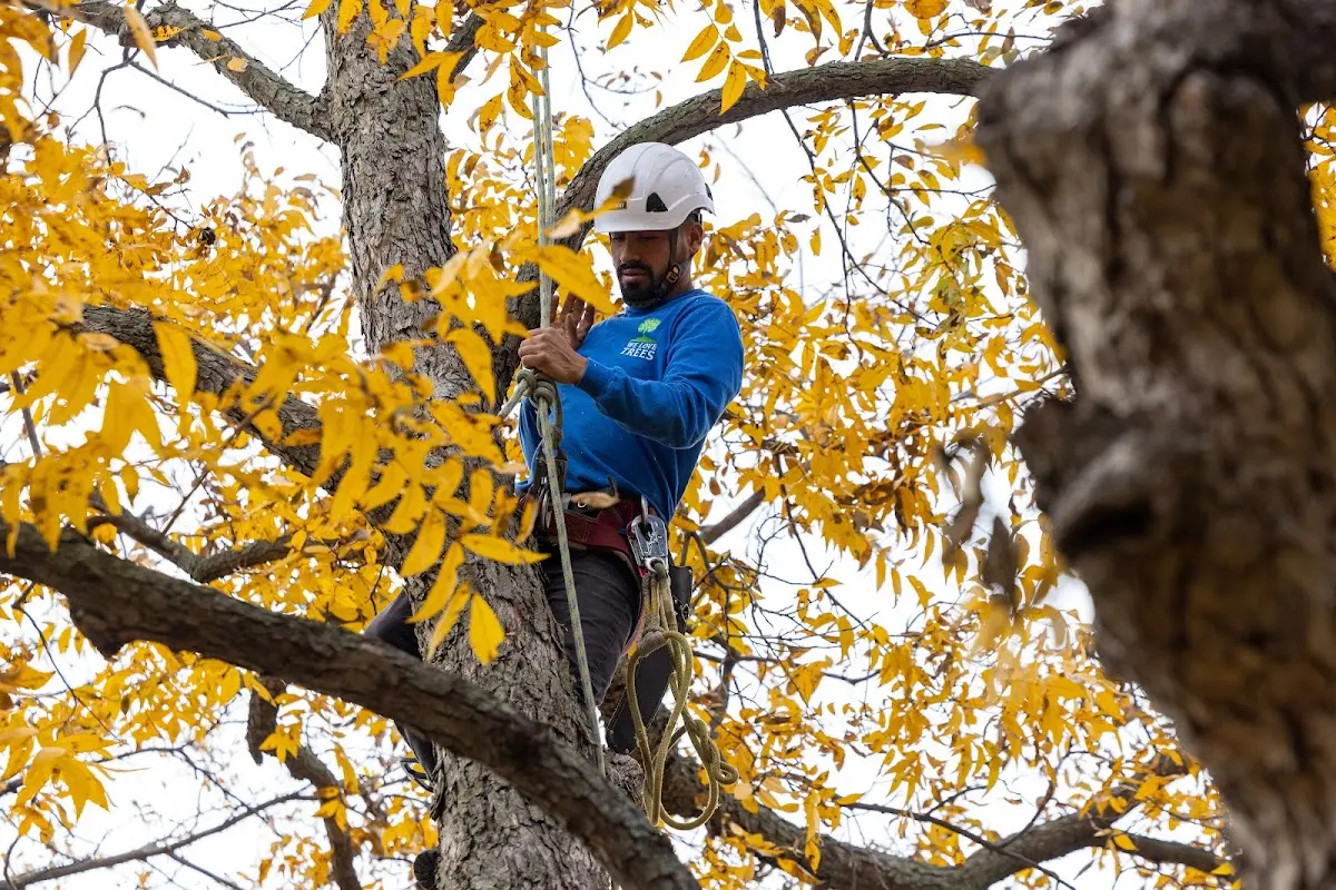 Skilled Tree Transplanting crew working in Tyner